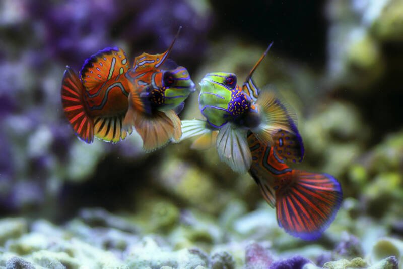 Pair of Synchiropus splendidus also knowna as mandarin fish or dragonets swimming together in a reef tank