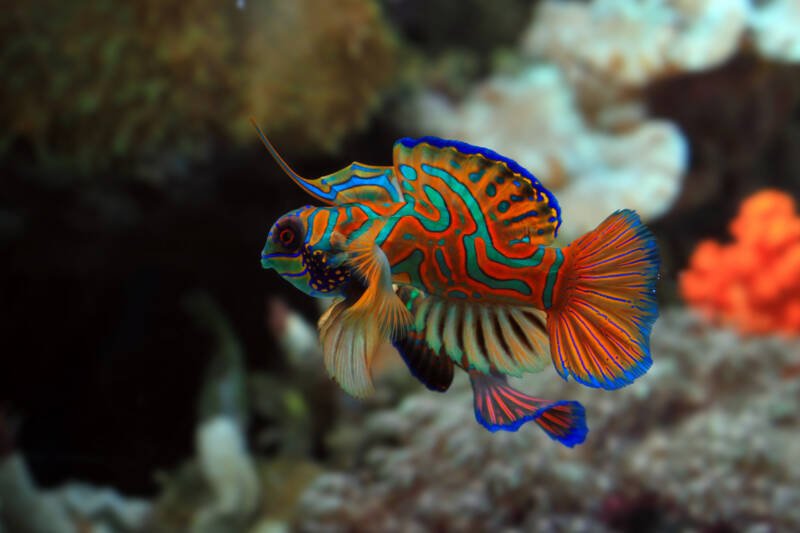 Mandarine fish also known as Dragonets in saltwater aquarium