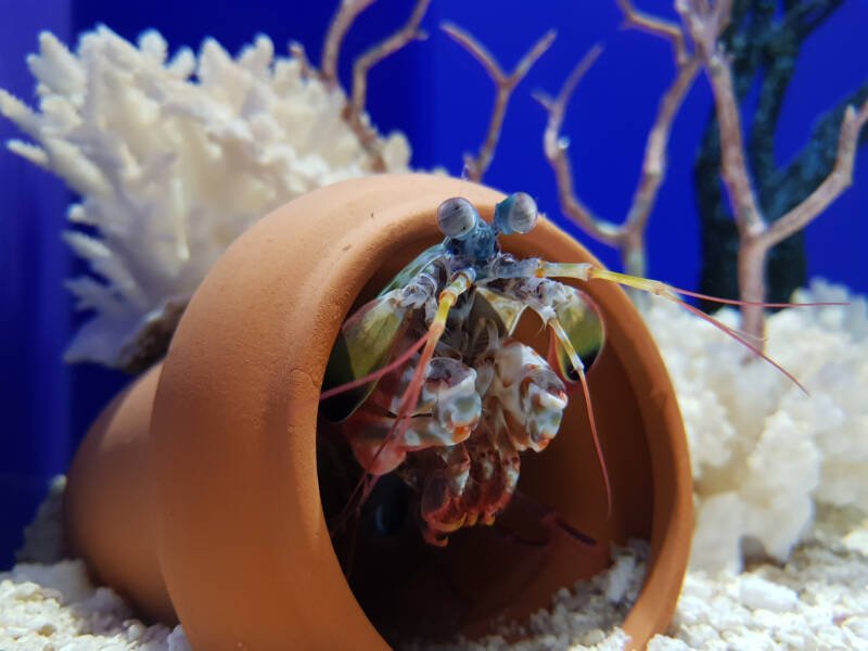 Mantis shrimp hiding in a pot in a reef tank with white corals