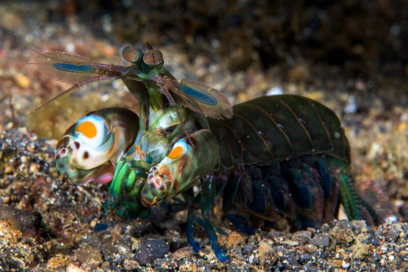 Saltwater Mantis shrimp on the gravel