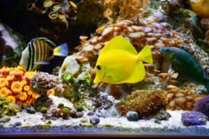 Marine aquarium background with Yellow Tang fish, Desjardini Tang, anemones, Coral Sol, Coral GSP eCoral LPS