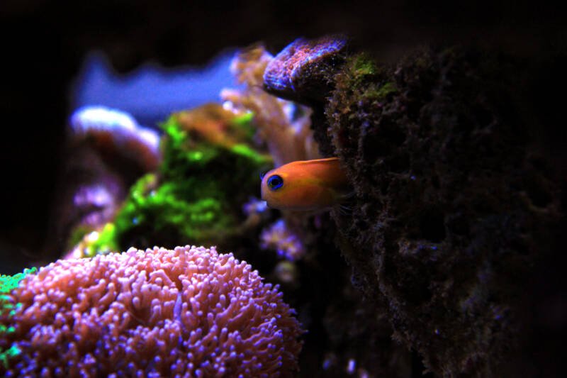 Midas blenny hiding in rocks in a reef tank with corals