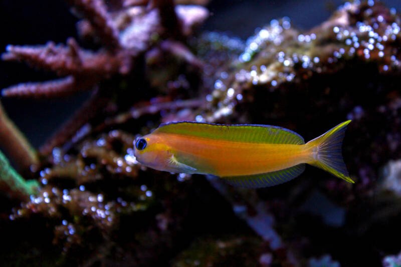 Ecsenius midas known commonly as Midas blenny swimming in a reef tank