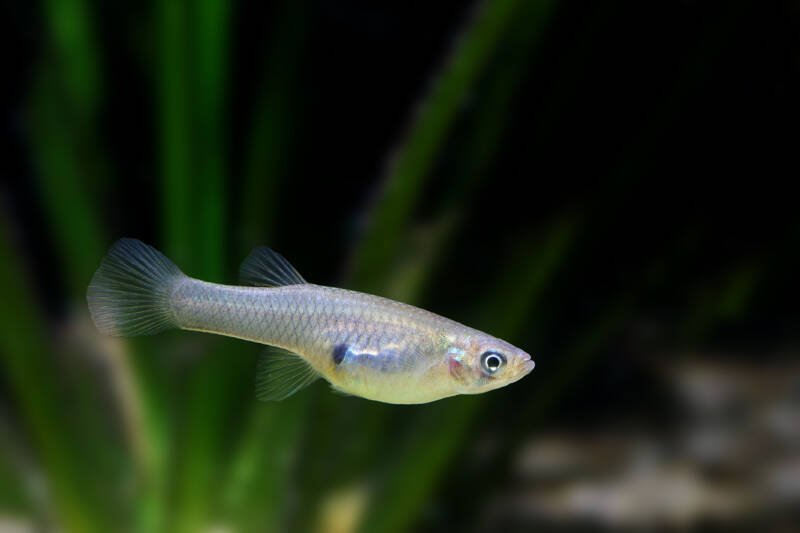 Gambusia affinis known as well as mosquitofish swimming near live plants