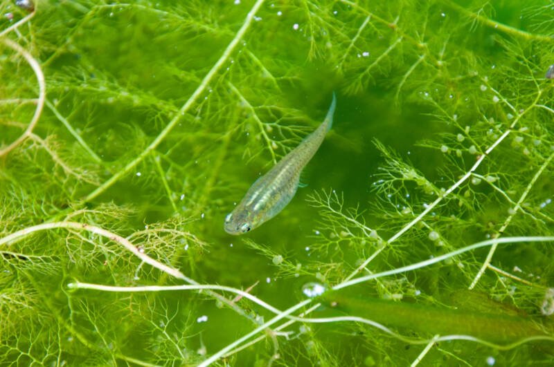 Gambusia affinis known commonly as Mosquitofish swimming among live green plants in a pond