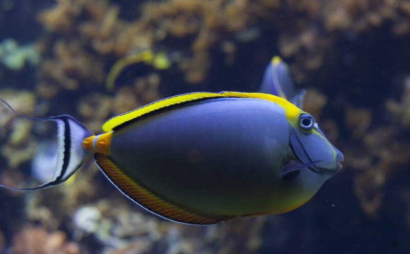 Naso lituratus known commonly as naso tang or naso surgeonfish swimming in reef tank