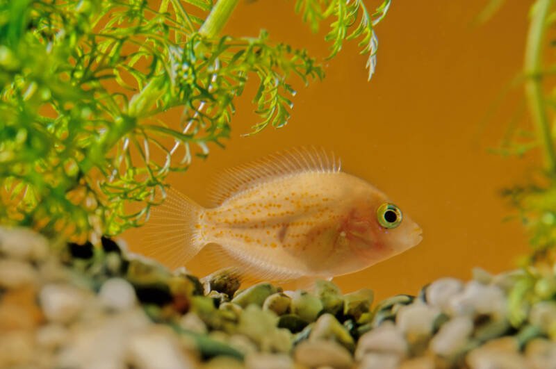 Etroplus maculatus known commonly as orange chromide cichlid swimming in a brackish water planted aquarium