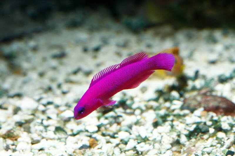 Pseudochromis fridmani commonly known as Orchid Dottyback searching for food in substrate, in reef tank