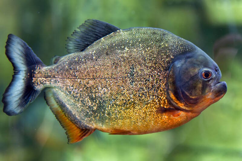 El pez Pacu es una opción interesante para la acuaponia, una toma macro sobre un fondo verde