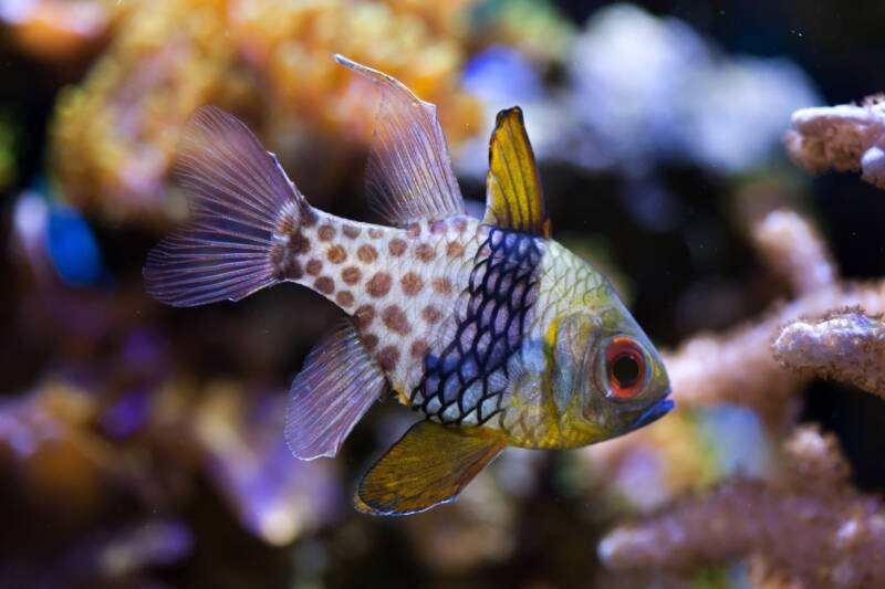 Sphaeramia nematoptera known commonly as Pajama cardinal fish or polka-dot cardinal fish swimming swimming in a reef tank