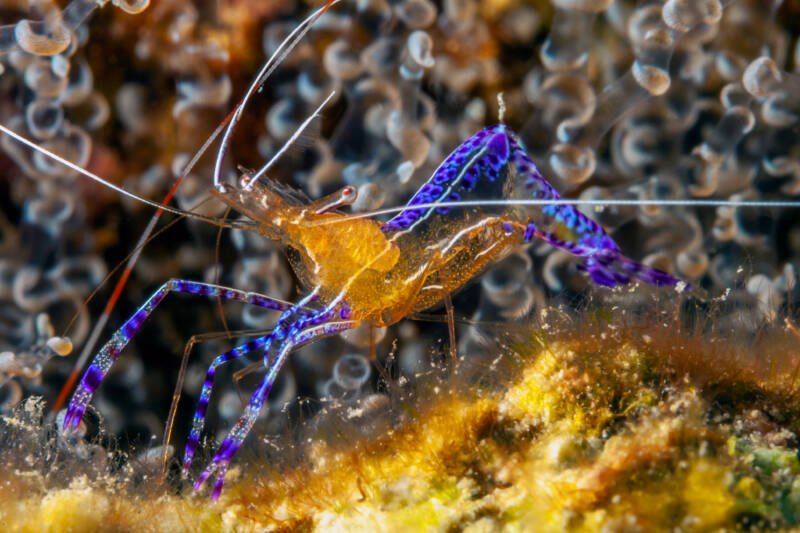 Ancylomenes pedersoni known as well as Pederson's shrimp on a coral in saltwater