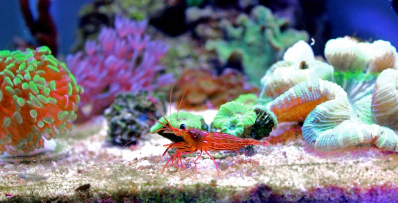 Peppermint shrimp in a beautiful reef tank