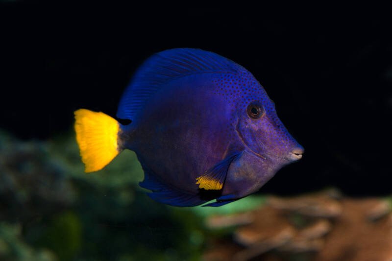Purple tang known as well as purple surgeonfish swimming in a saltwater aquarium