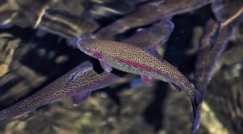 A group of rainbow trout in aquaponic setup