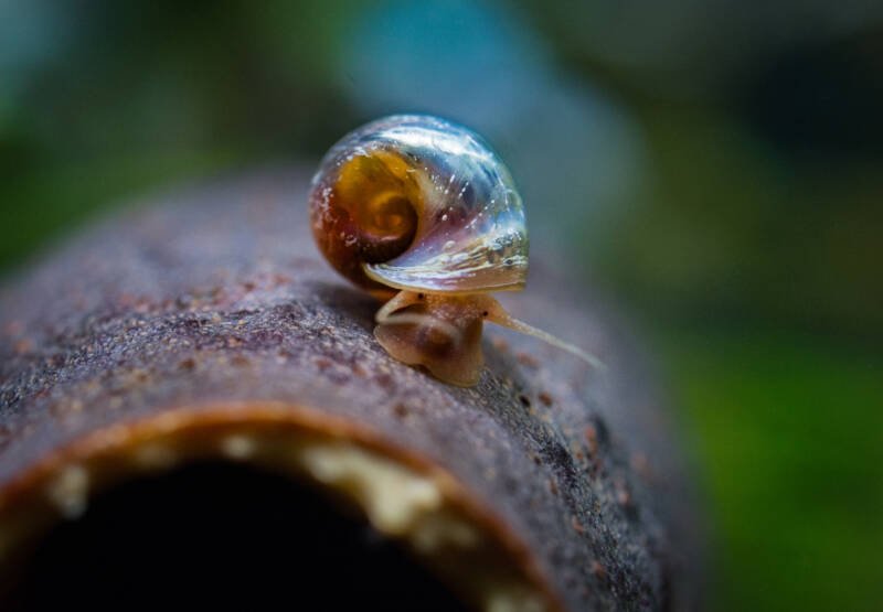 Ramshorn snail crawling on hard surface in a freshwater aquarium