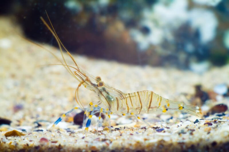 Rockpool shrimp on a sandy bottom in a reef tank
