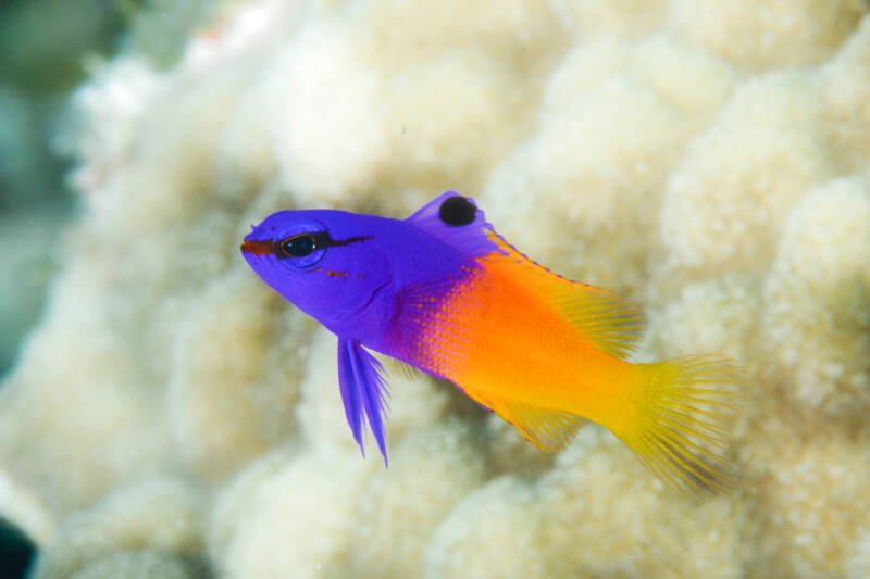 Royal gramma swimming against a white coral 