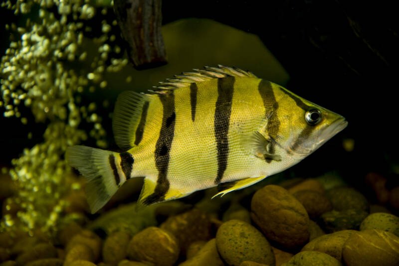 Datnioodes pulcher known as well as Siamese tiger fish swimming near gravel on the bottom in a brackish water aquarium