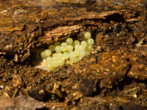 Freshwater Snail Eggs: What to do? • (ID Help & Steps)