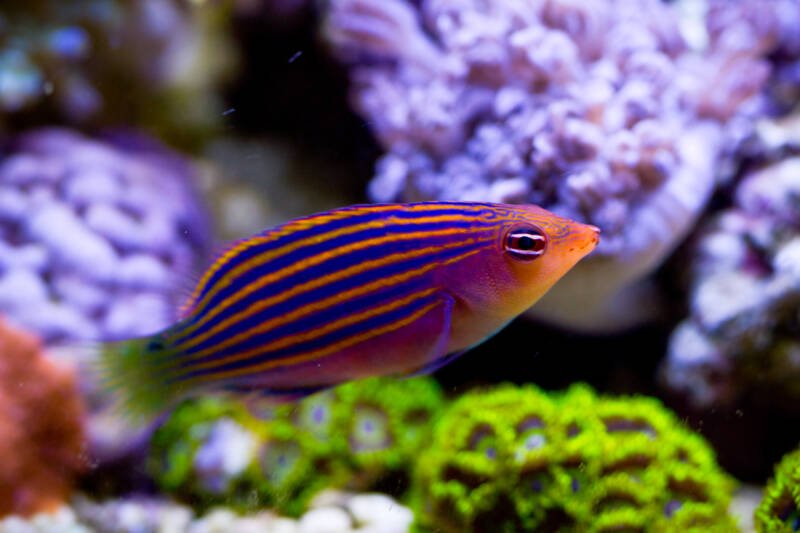 Pseudocheilinus hexataenia known commonly as six line wrasse swimming against LPS corals in a reef tank