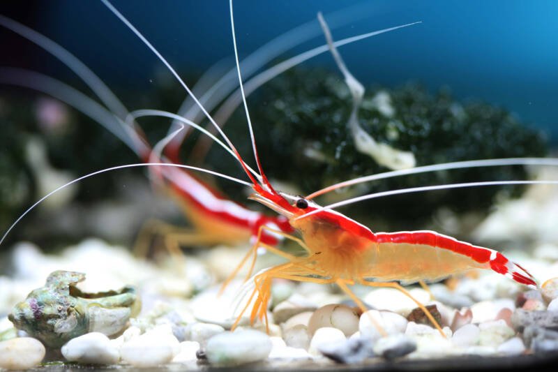 Periclimenes imperator known commonly as commensal emperor shrimp on a white substrate in a saltwater aquarium