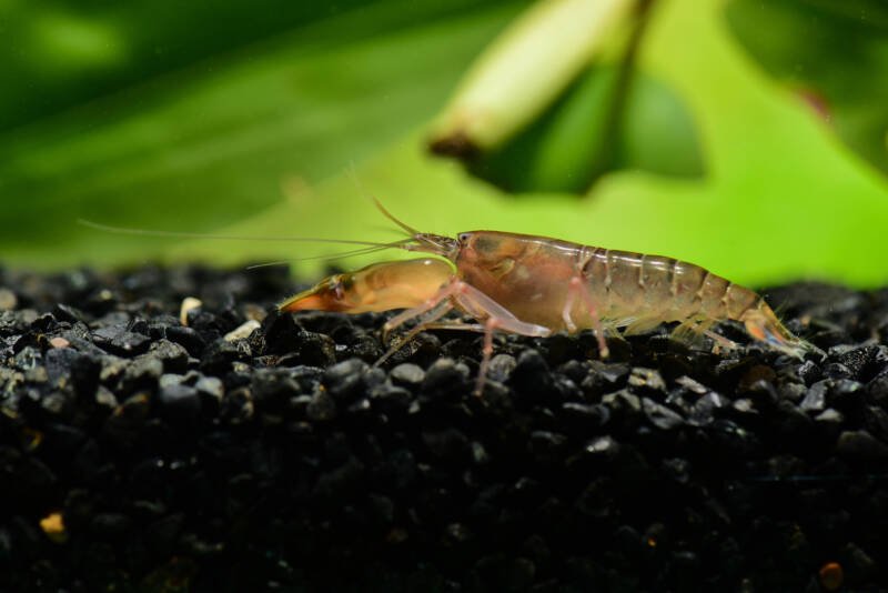 Snapping shrimp on a dark substate in a marine aquarium