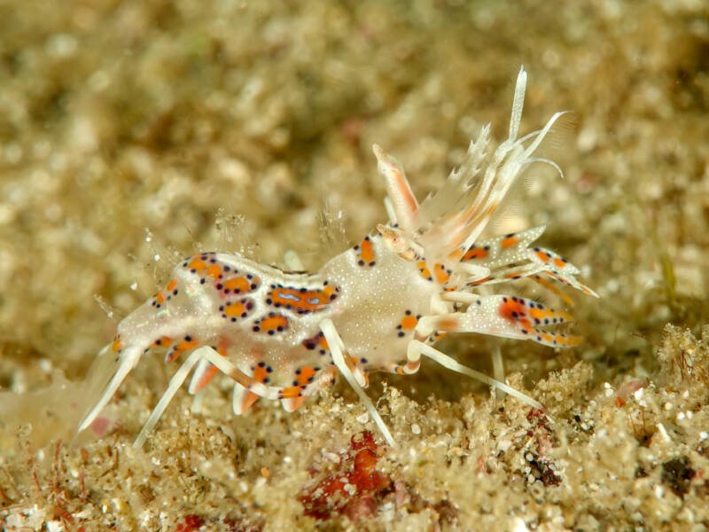 Phyllognathia ceratophthalma known as well as spiny tiger shrimp on a sand bottom