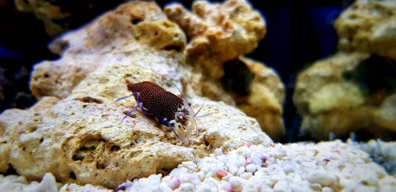 Gnathophyllum elegans known commonly as spotted bumblebee shrimp moving on a rock in a saltwater aquarium 
