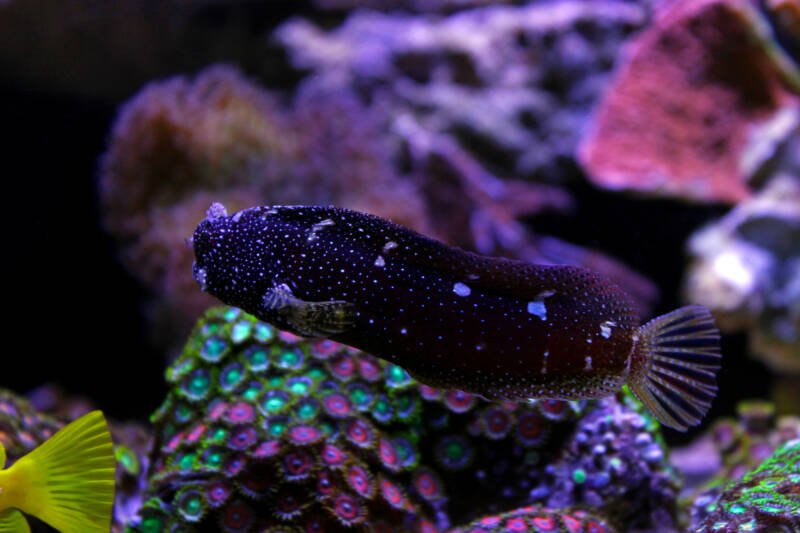 Salarias ramosu known commonly as Starry Blenny swimming in a reef tank