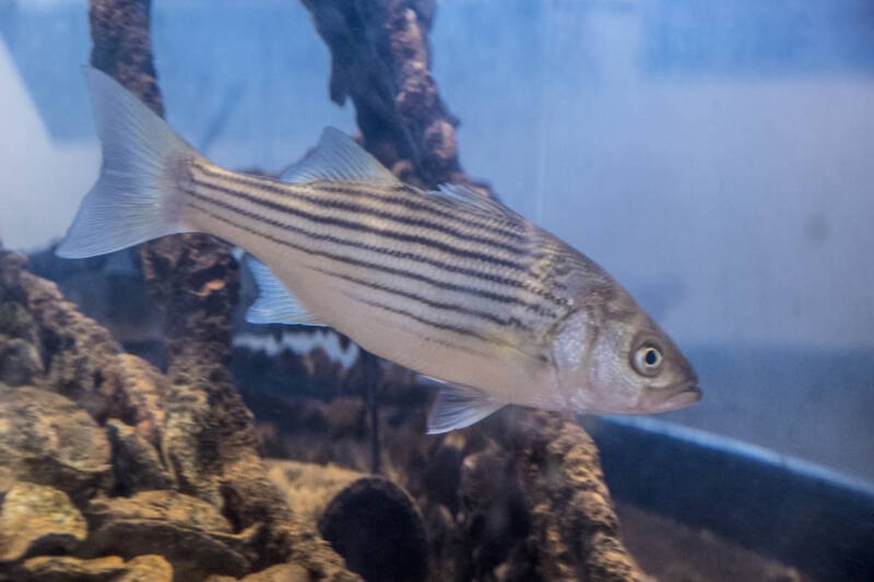 Striped bass swimming in a large bright aquarium with driftwood