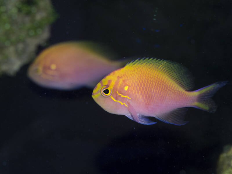 Pair of Serranocirrhitus latus known as well as Sunburst anthias swiming in aquarium