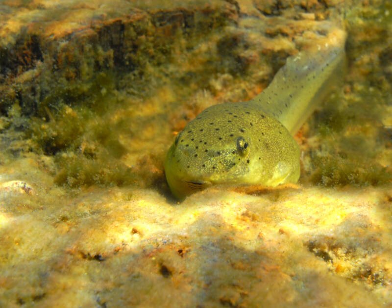 Bullfrog tadpole on a muddy bottom of a pond 