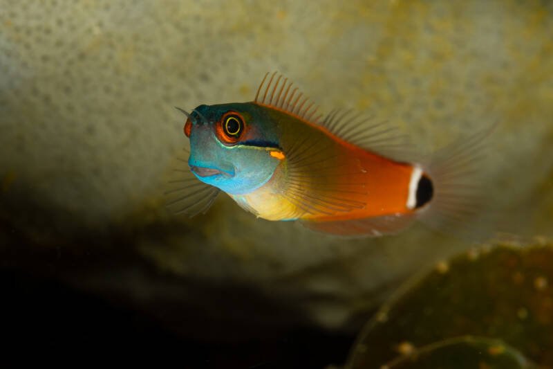 Ecsenius stigmatura also known as tailspot blenny swimming under coral