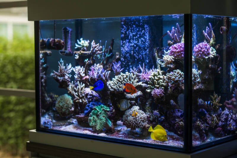 Reef tank with corals and sailfin, blue and yellow tangs and other saltwater fish