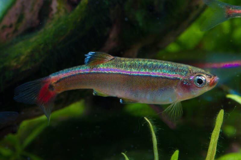 White Cloud Mountain minnow close-up in a planted aquarium with driftwood
