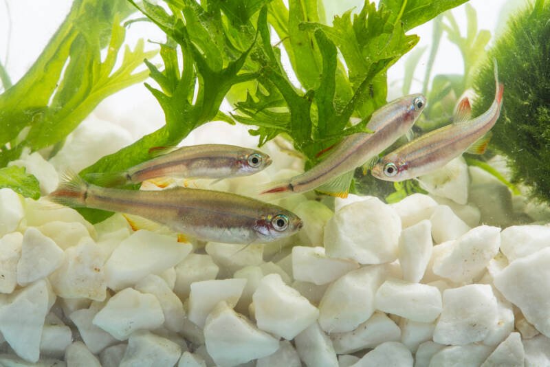 Group of Tanichthys albonubes commonly known as White Cloud Mountain minnow swimming near white rocky substrate in freshwater planted aquarium