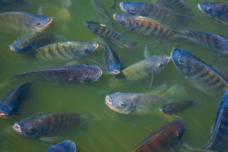 Tilapia fish sprout heads on the surface because oxygen in the water is low and await feeding