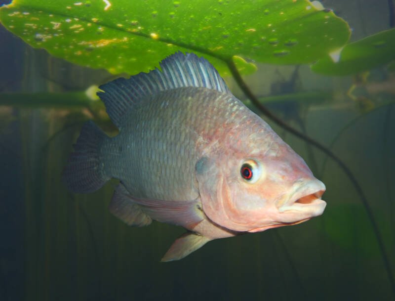 Tilapia fish in aquaponic system swimming under a floating plant