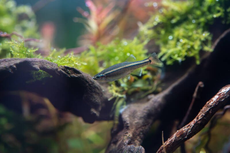 Tanichthys albonubes commonly known as White Cloud Mountain minnow swimming against a driftwood with a moss on it in a planted aquarium
