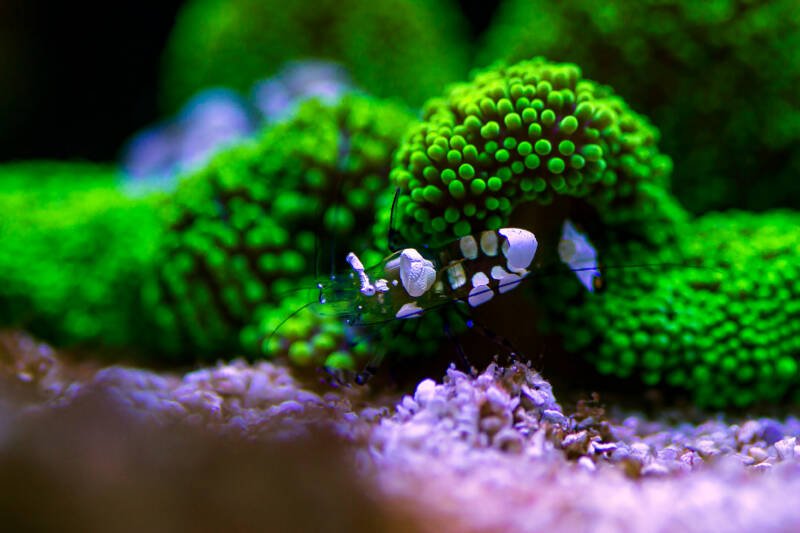 Periclimenes brevicarpalis also known as white spot anemone shrimp moving on a green carpet sea anemone in a reef tank