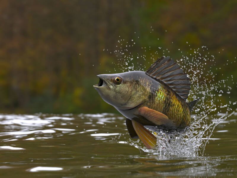 Yellow perch jumping from the river and gulping the air
