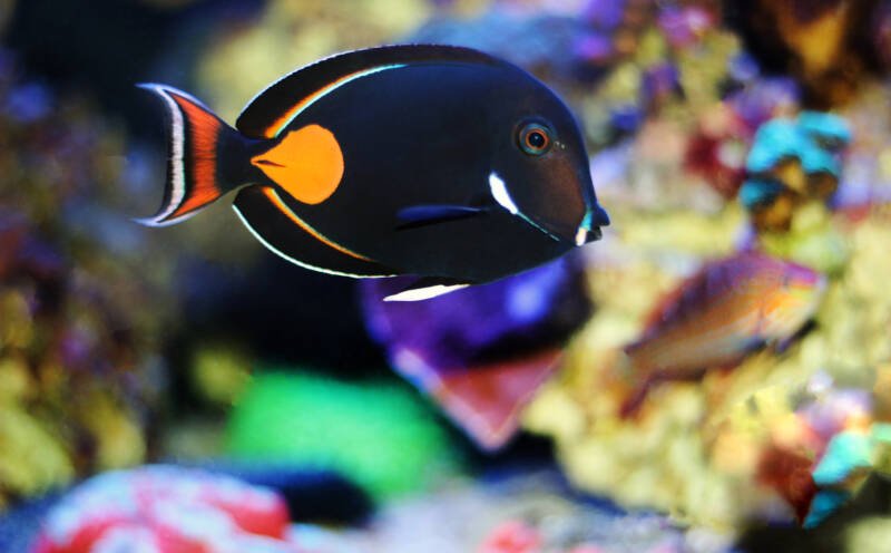 Acanthurus achilles better known as achilles tang swimming in a reef tang