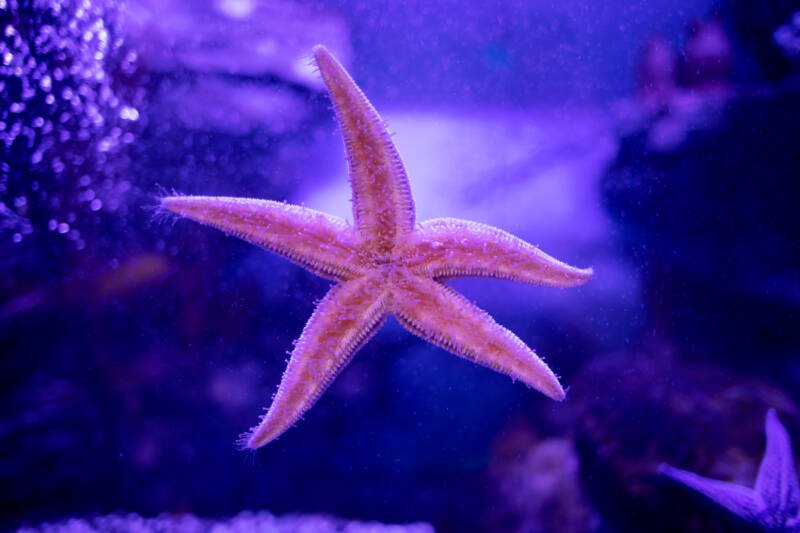 Asteias amurensis commonly known as amur sea star moving on a glass of marine aquarium