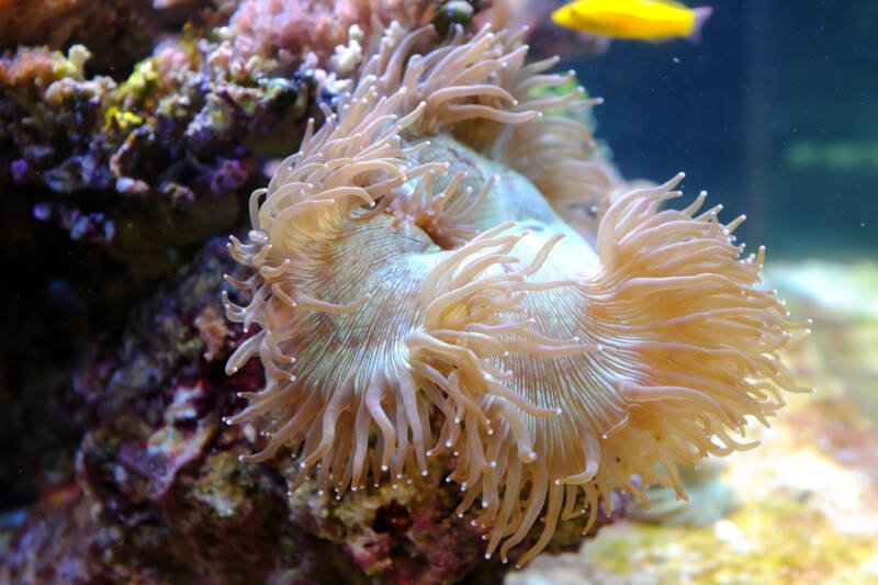 Entacmaea quadricolor commonly known as bubble tip anemone attached to a live rock in marine aquarium setup with saltwater fish