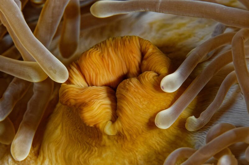 Close-up of anemone's mouth