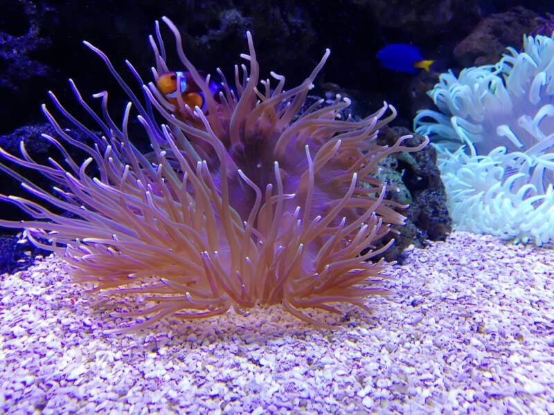 Sea anemone in a marine aquarium with clown fish and tang