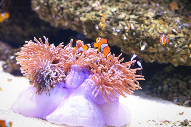 Colony of anemones with several clown fish swimming near them in a marine aquarium