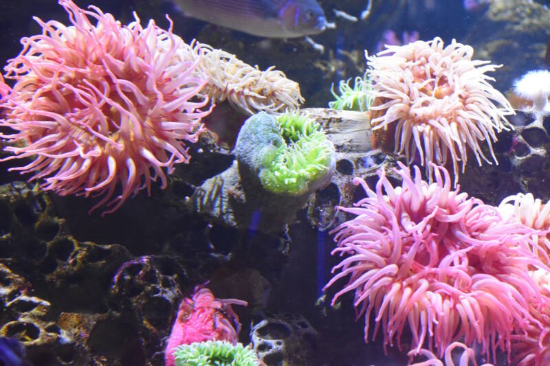Various anemones in a marine aquarium with saltwater fish