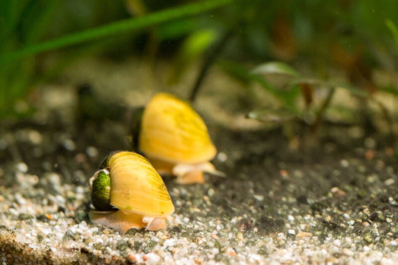 Two yellow apple snail with shell covered with green algae racing in aquarium