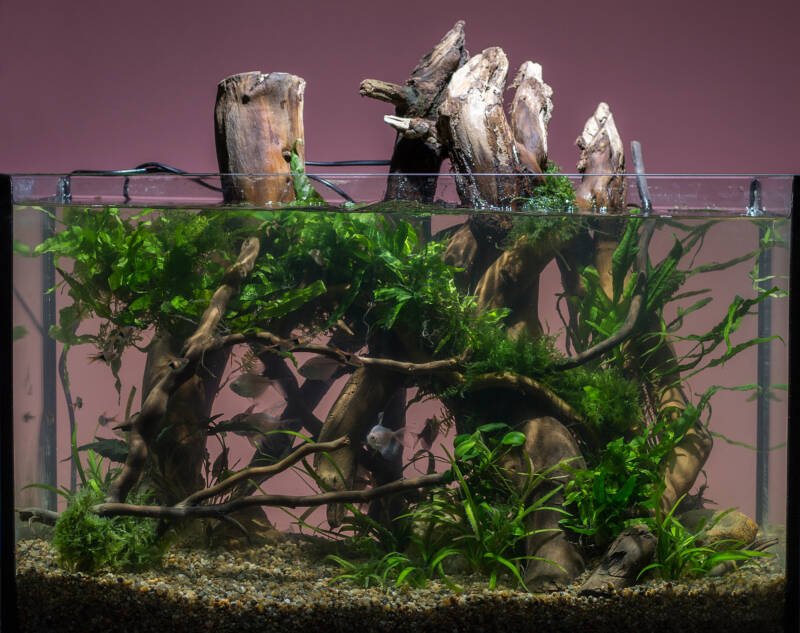 Aquarium blackwater set-up with a driftwood
